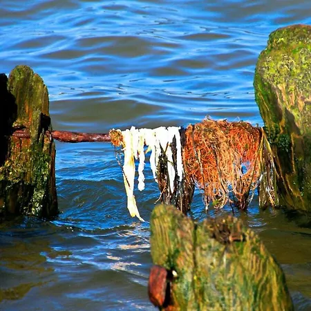 Happiness Comfortable 치노비츠